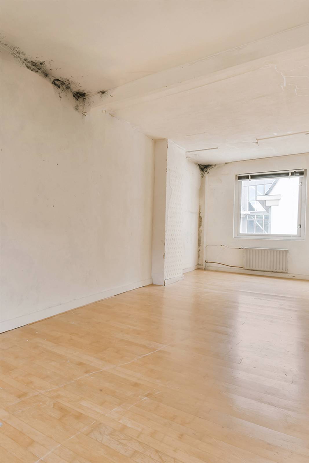 bianco scudo prima bianco scudo prima