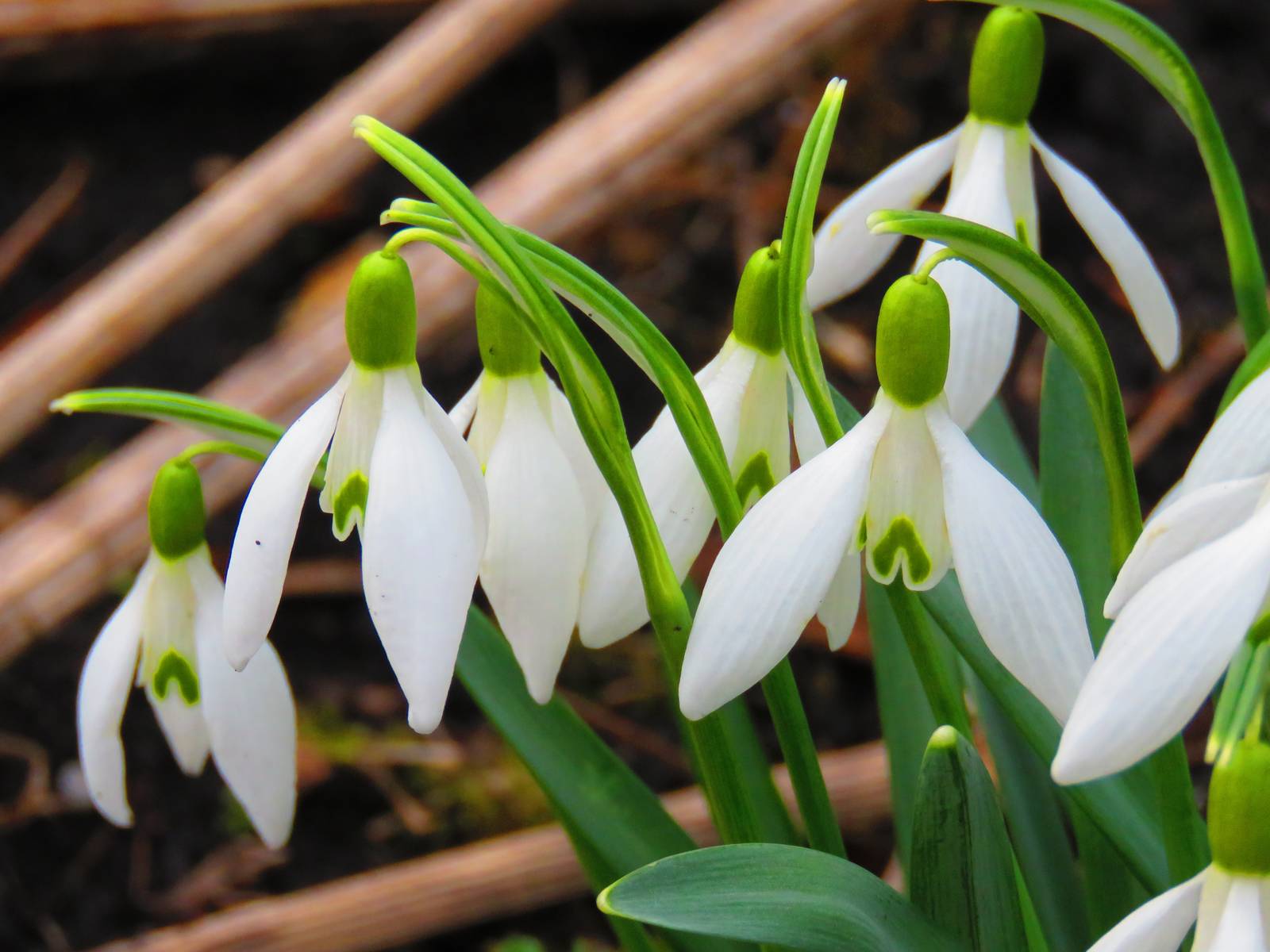 I fiori di bucaneve sono solitari e penduli, dal caratteristico colore bianco candido.