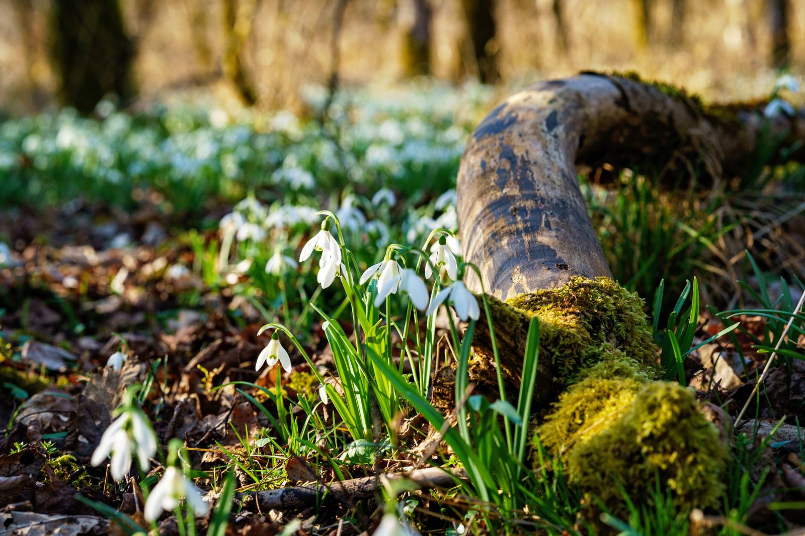 Il bucaneve preferisce luoghi moderatamente umidi e terreni  ricchi di sostanze nutritive e humus.