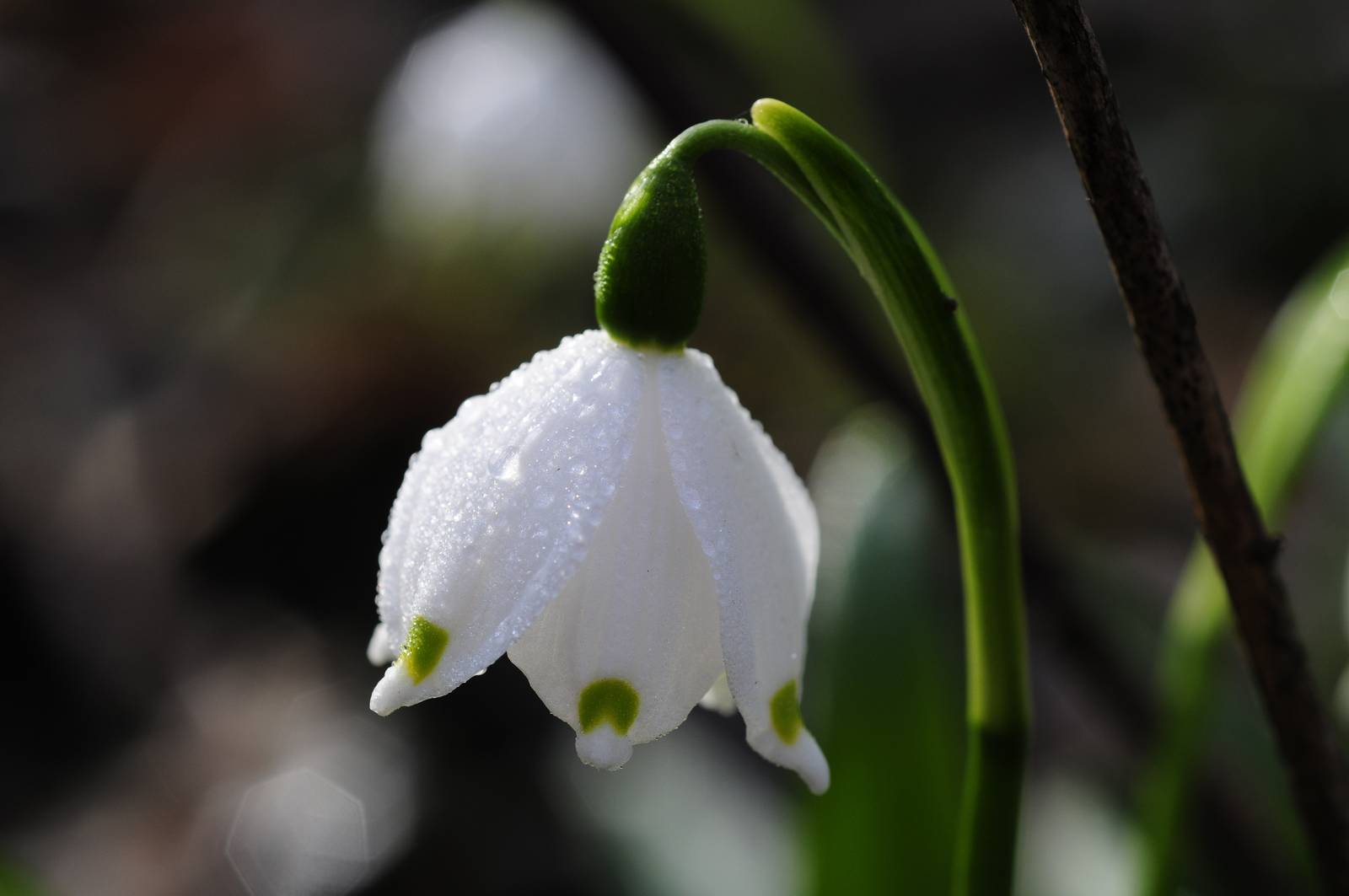 I fiori di campanellino si riconoscono per la piccola macchiolina presente sulla punta dei petali.