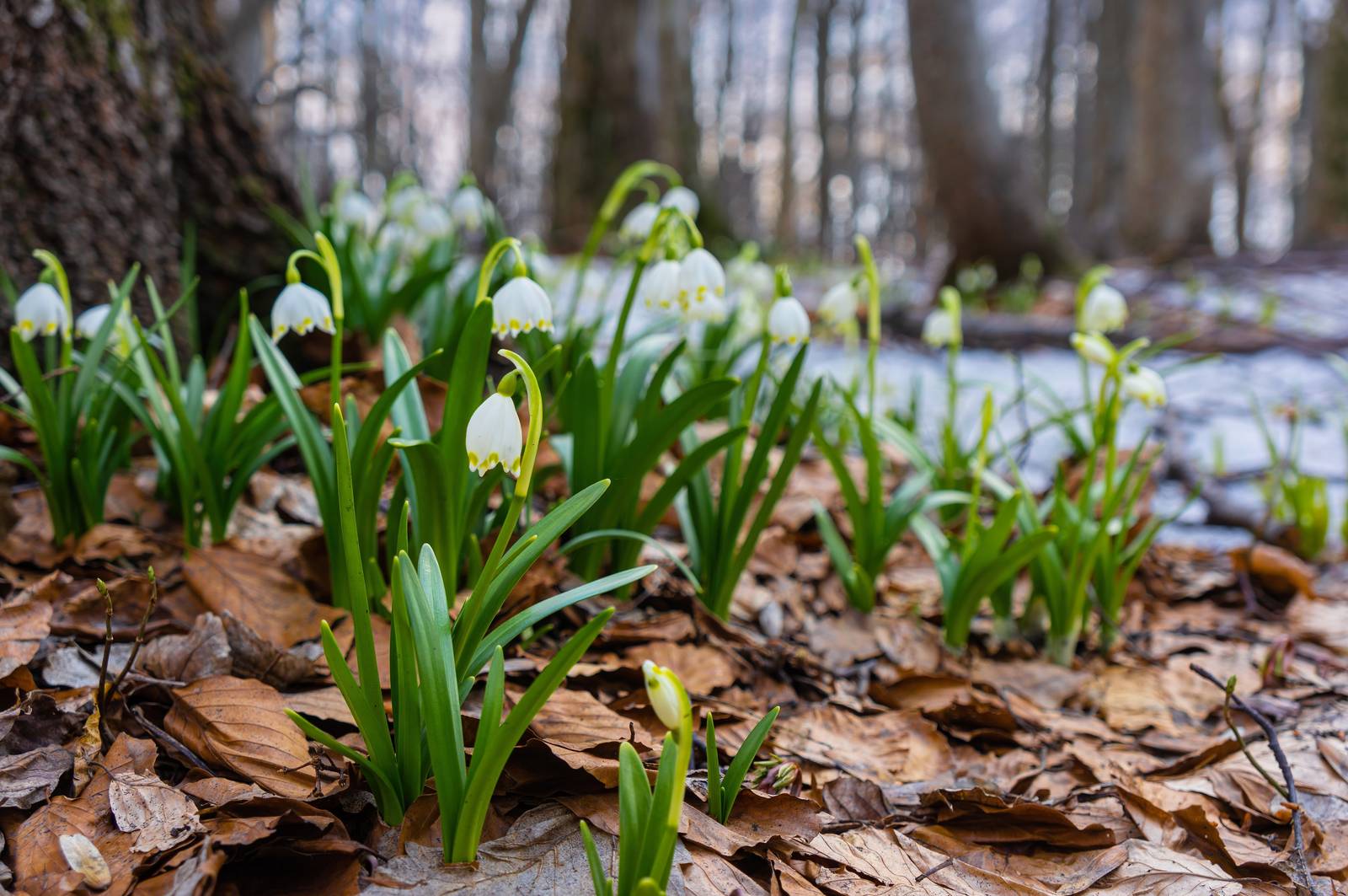 La posizione migliore in cui far crescere il campanellino è sotto gli alberi decidui o in macchie ai bordi dei manti erbosi.