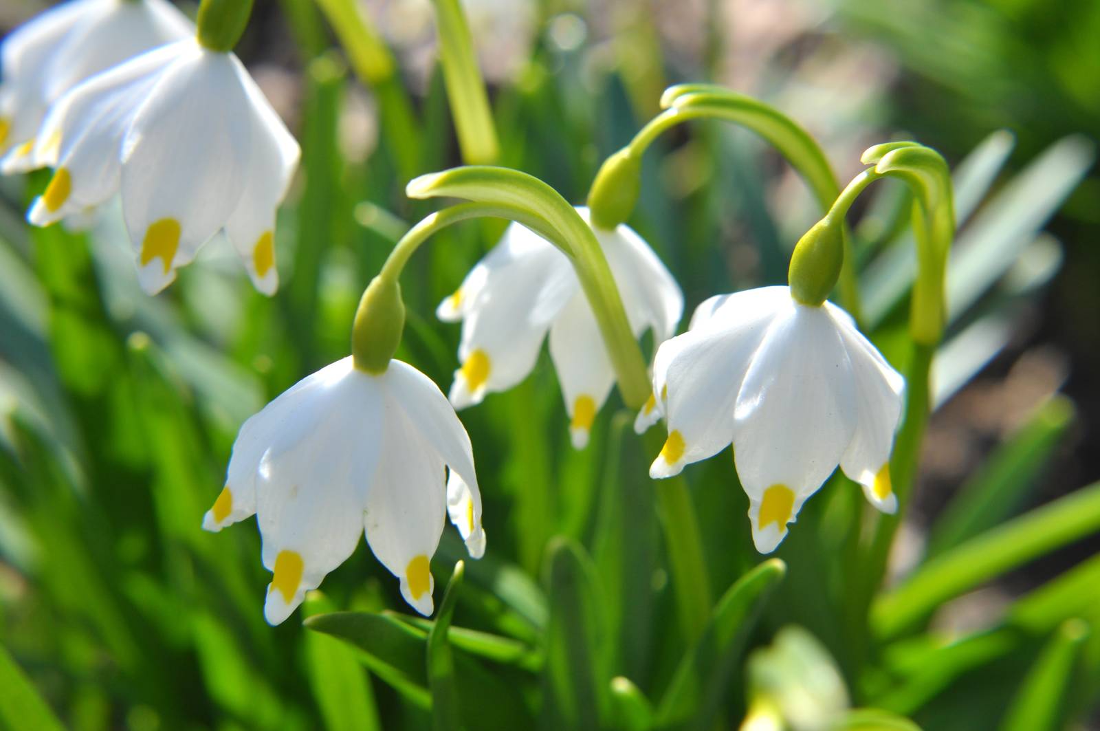 Il campanellino ama la luce ma non il sole diretto d'estate: l'esposizione migliore è la mezz'ombra.