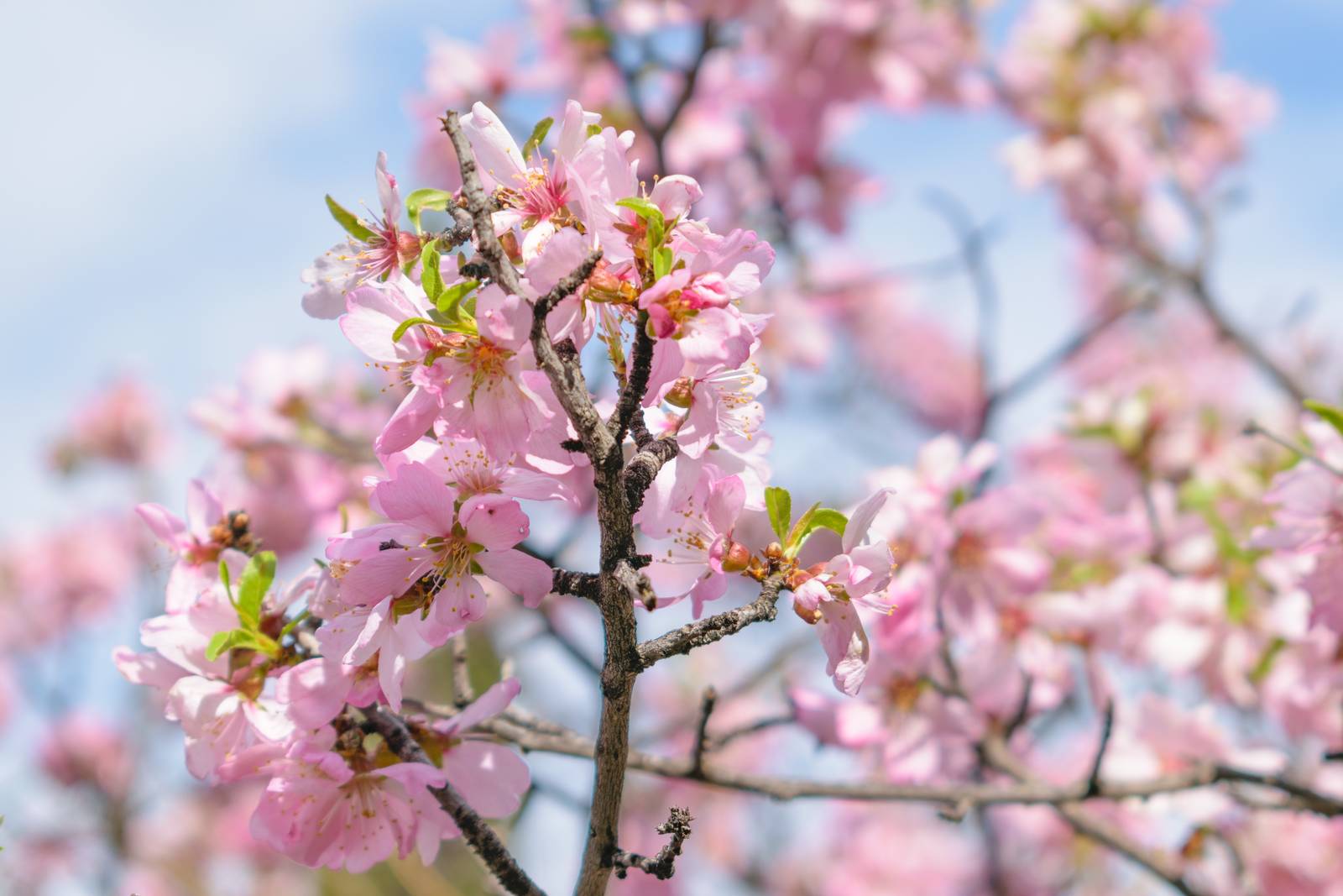 I fiori bianchi o rosati del mandorlo compaiono agli inizi della primavera. I fiori bianchi o rosati del mandorlo compaiono agli inizi della primavera.