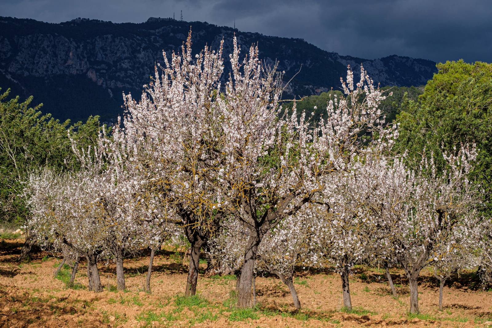 Il mandorlo è una pianta mediterranea, che ama il clima caldo e ha bisogno del pieno sole. Il mandorlo è una pianta mediterranea, che ama il clima caldo e ha bisogno del pieno sole.