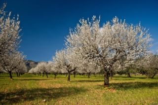 Il mandorlo ha radici a fittone e un fusto che, inizialmente diritto e liscio, successivamente diventa contorto, screpolato e di colore scuro. Il mandorlo ha radici a fittone e un fusto che, inizialmente diritto e liscio, successivamente diventa contorto, screpolato e di colore scuro.