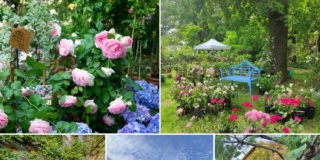 Castello di Paderna, Meraviglie floreali