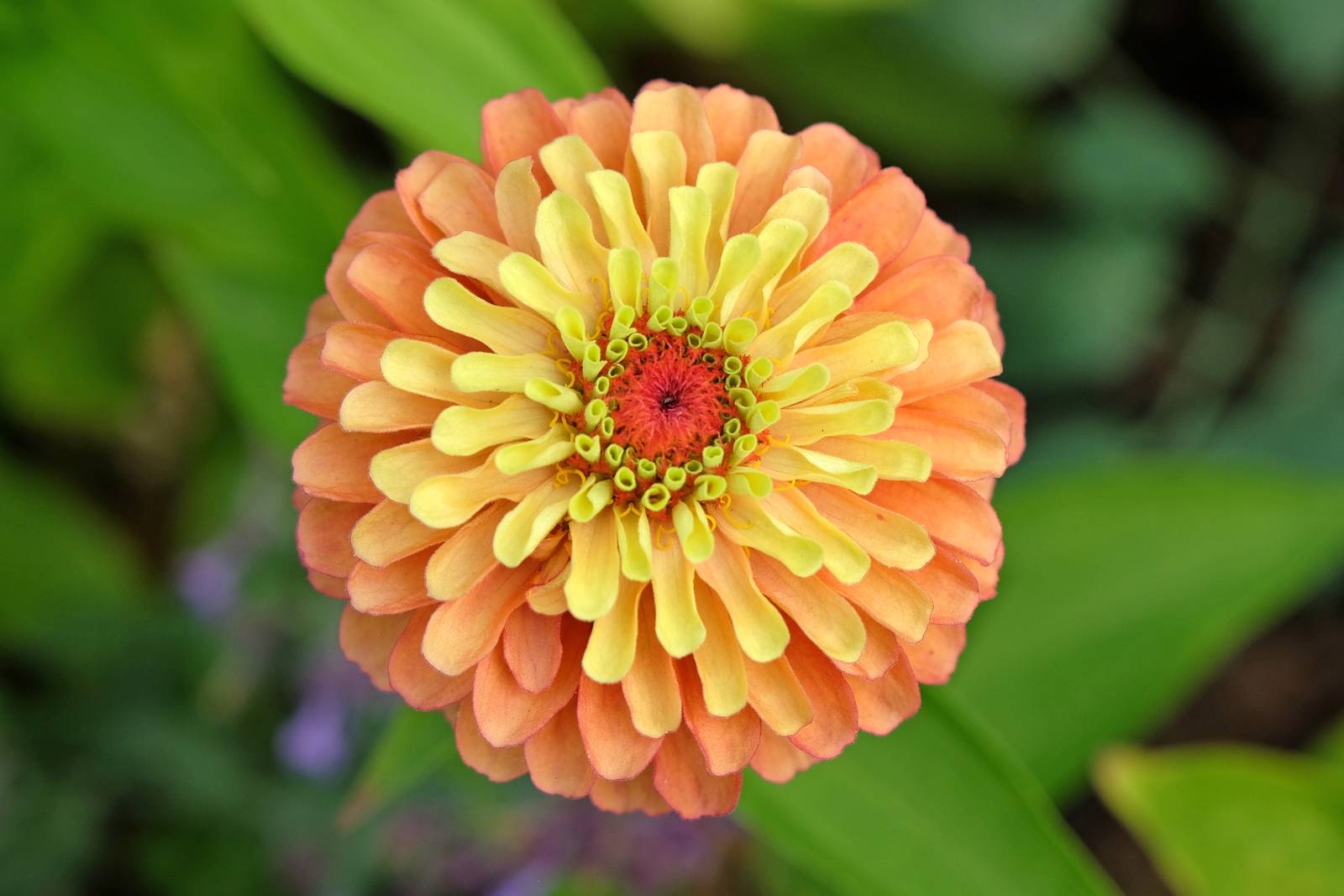 Un bellissimo esemplare di zinnia elegans Queen Lime Orange.