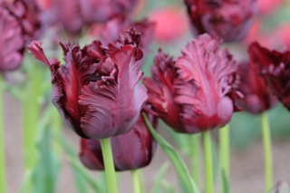 Il tulipano Black Parrot