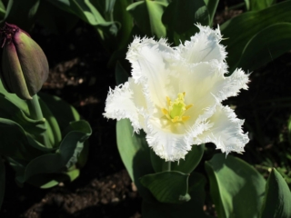 Il tulipano Swan Wings