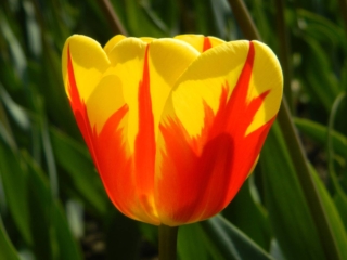 Il tulipano Holland Queen