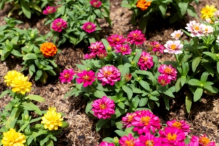 L'esposizione diretta è una condizione imprescindibile per far crescere in salute la zinnia.