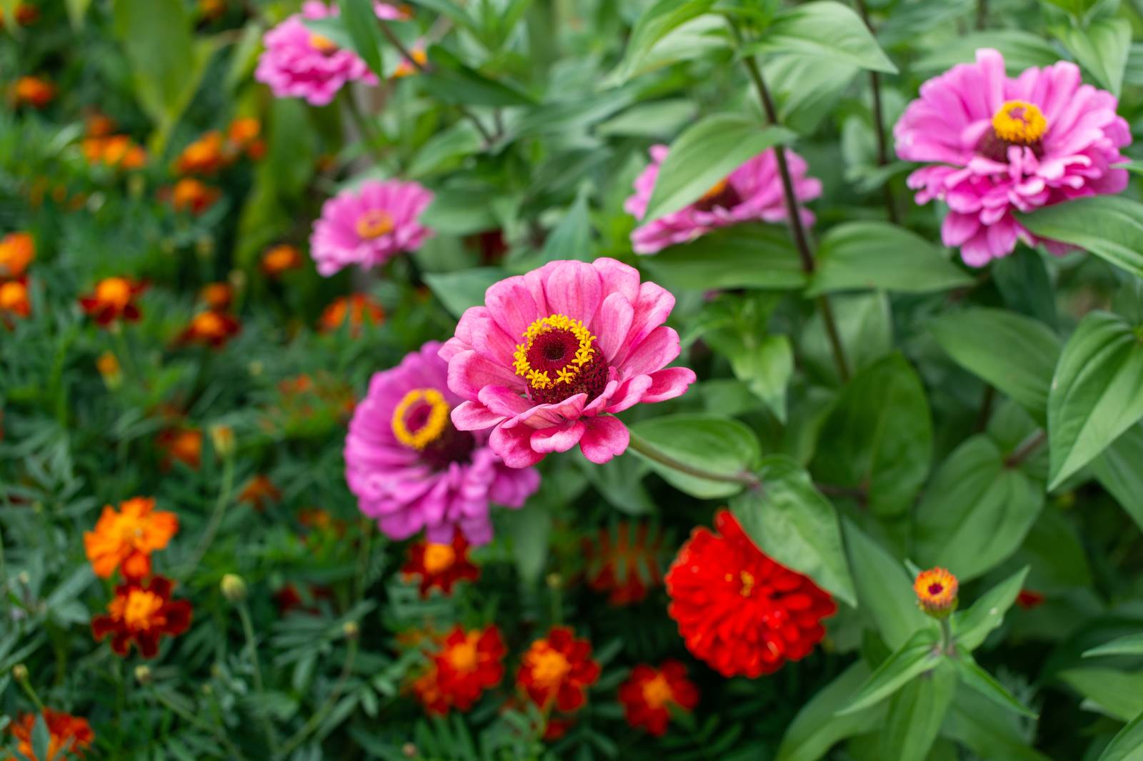 La fioritura della zinnia è tipicamente estiva e si protrae fino all'arrivo del freddo autunnale.