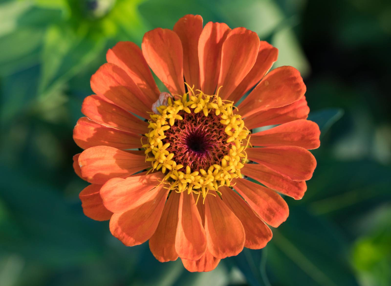 La zinnia è un fiore molto amato dalle farfalle e dagli insetti impollinatori dell'orto.