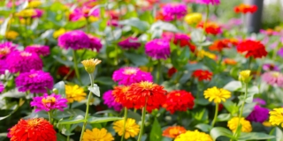 Zinnia