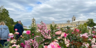 Colorno, NEL SEGNO DEL GIGLIO COLORNO