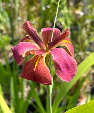 Iris nelsonii