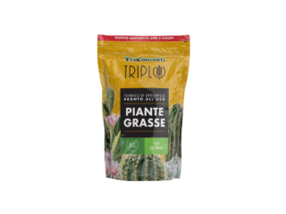 PIANTE GRASSE PIANTE GRASSE