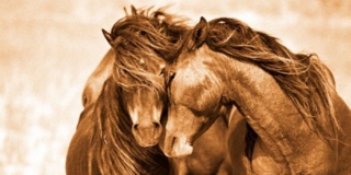 Venezia, The WIld Horses of Sable Island Venezia, The WIld Horses of Sable Island