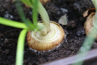 cipolla coltivata in vaso