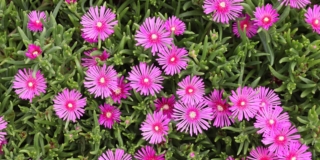 Come coltivare il delosperma in vaso o in giardino