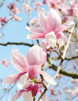 magnolia