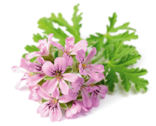 pelargonio