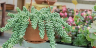 Coltivazione sedum morganum in casa e in giardino