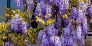 Glicine in fiore