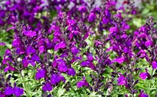 Salvia greggii
