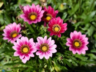 Gazania