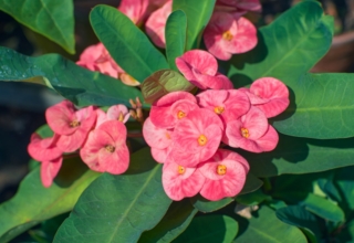 Euphorbia Milii