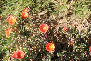 Coppery,Vygie,,Crocea,Iceplant,,Malephora,Safrane,,Afrikanische,Mittagsblume,,Mesembriantemo,,Chorao,