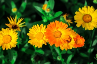 Calendula fiorita Calendula fiorita