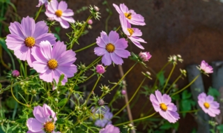 Cosmea flowers Cosmea flowers