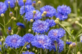 Fiordaliso fiorito Fiordaliso fiorito