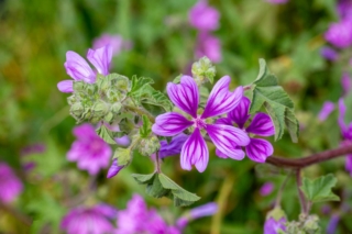 Fiori di malva Fiori di malva