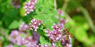 9 fiori e piante amati dagli impollinatori per un terrazzo che sostiene la biodiversità