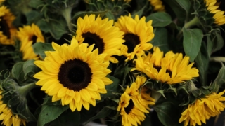 Girasole fiorito Girasole fiorito