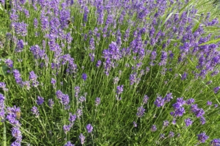 Lavandula angustifolia Lavandula angustifolia