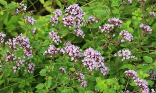 Origanum vulgare flowers Origanum vulgare flowers