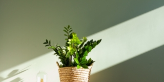 Zamioculcas in appartamento Zamioculcas in appartamento
