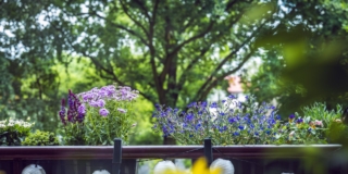 Balcone con piante contro zanzare