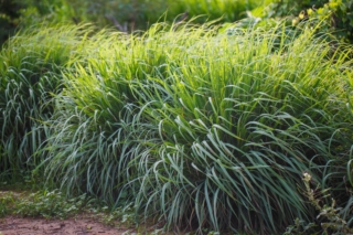 La citronella appare come un folto cespuglio di erba ornamentale, con lunghe foglie sottili.