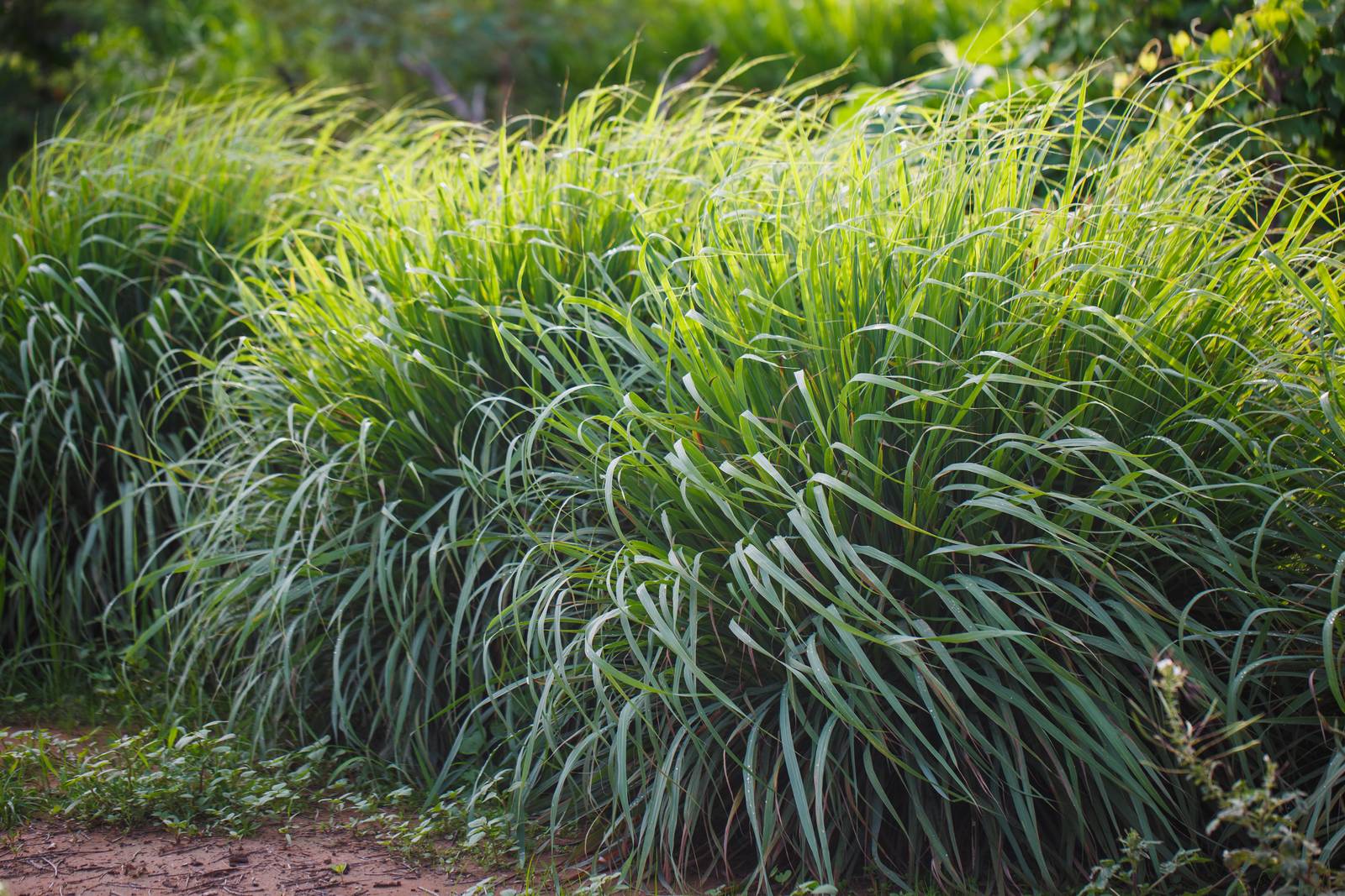 La citronella appare come un folto cespuglio di erba ornamentale, con lunghe foglie sottili.