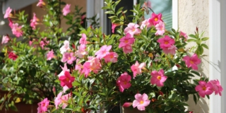 dipladenia cresciuta in vaso dipladenia cresciuta in vaso