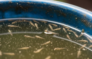 Ristagni d'acqua e zanzare