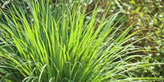 Citronella