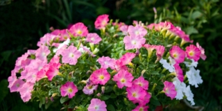 Petunia in vaso