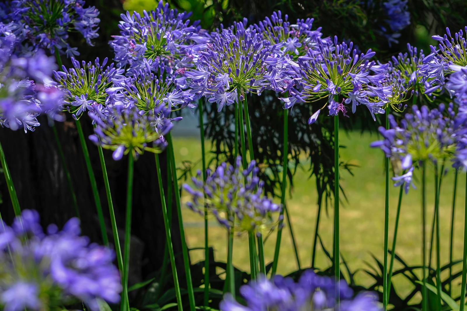 L'agapanthus si adatta tanto alla vita in giardino quanto in vaso: la scelta deve tenere conto della varietà e del clima della propria regione.