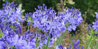 Agapanthus